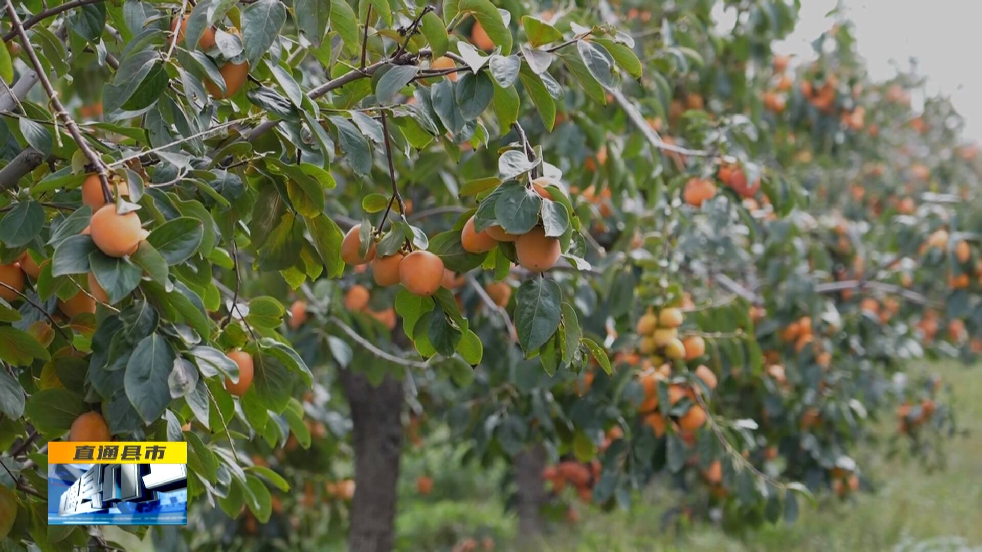 资讯_吉林_每日经济(图1)